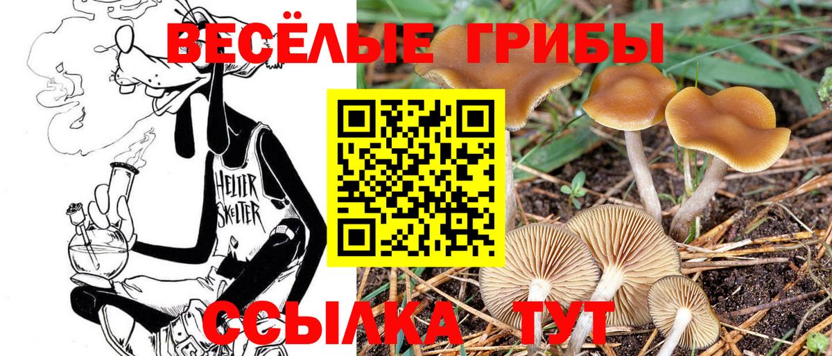 Галлюциногенные грибы GOLDEN TEACHER Тейково