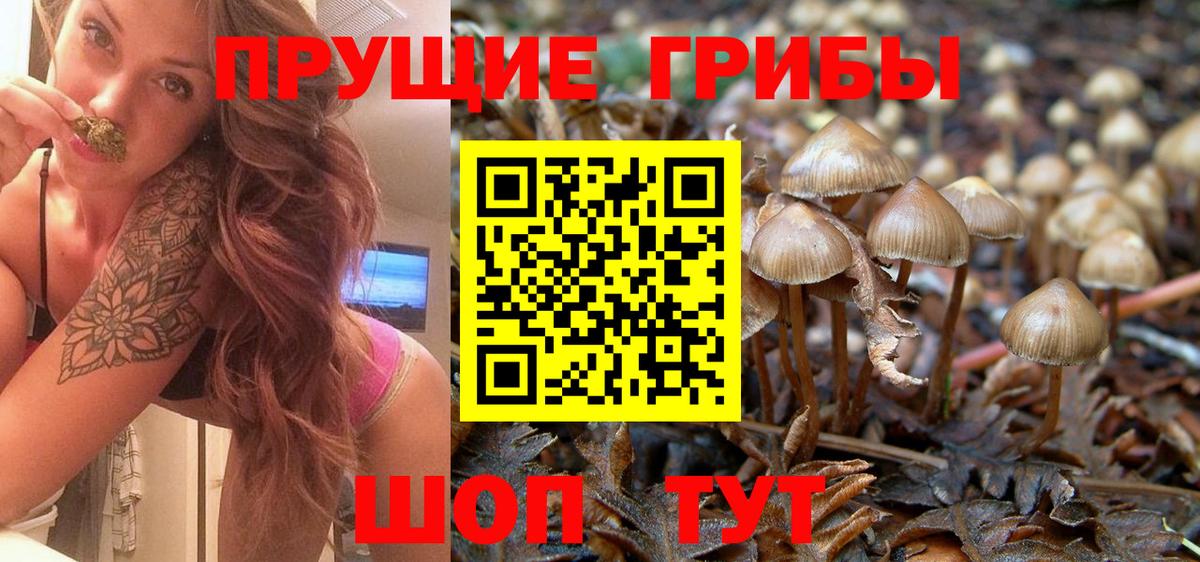 Тейково  Псилоцибиновые грибы мицелий  Вход с VPN  Галлюциногенные грибы Psilocybe 